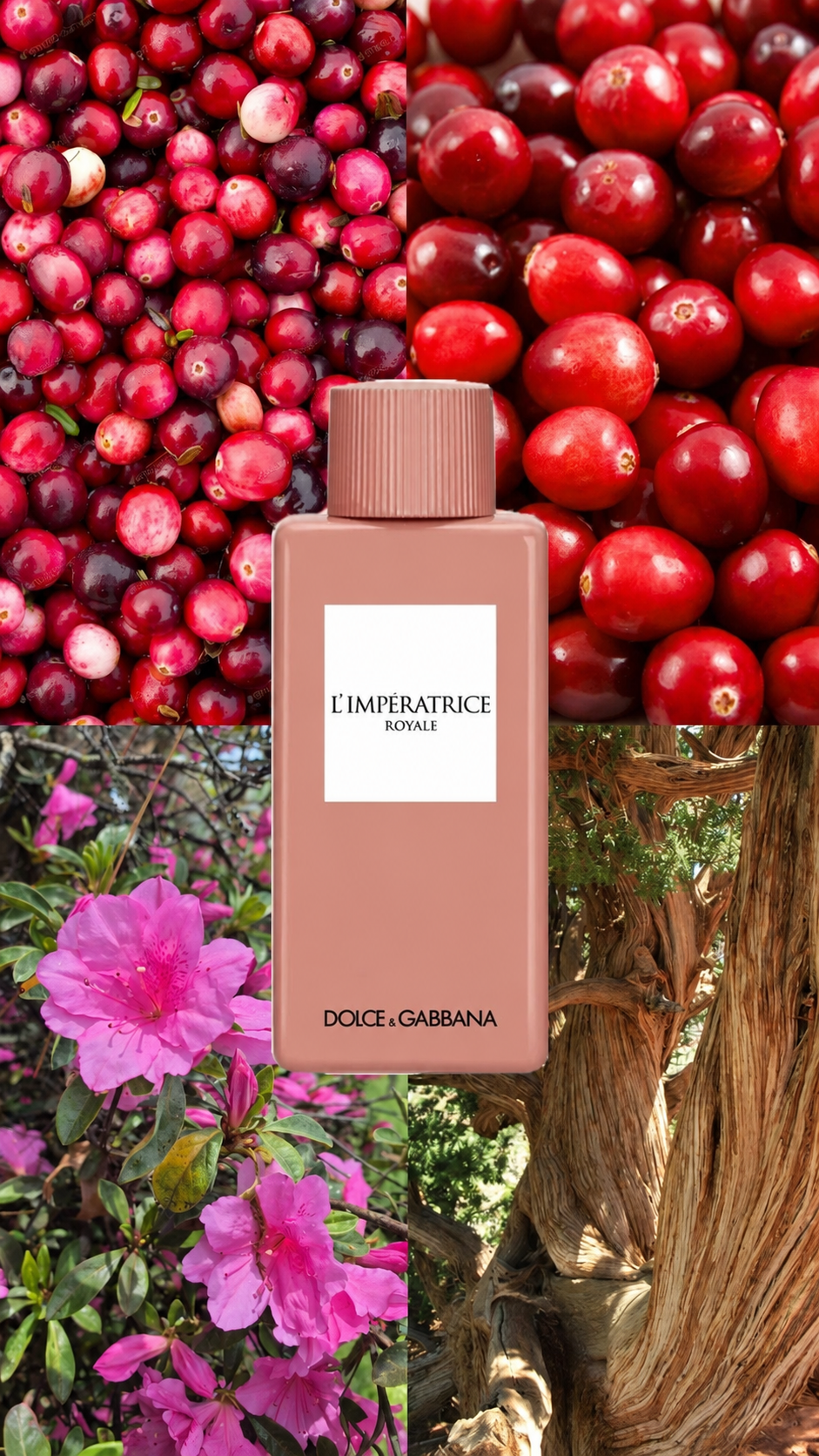 L'Imperatrice Royale Dolce&Gabbana pour femme
